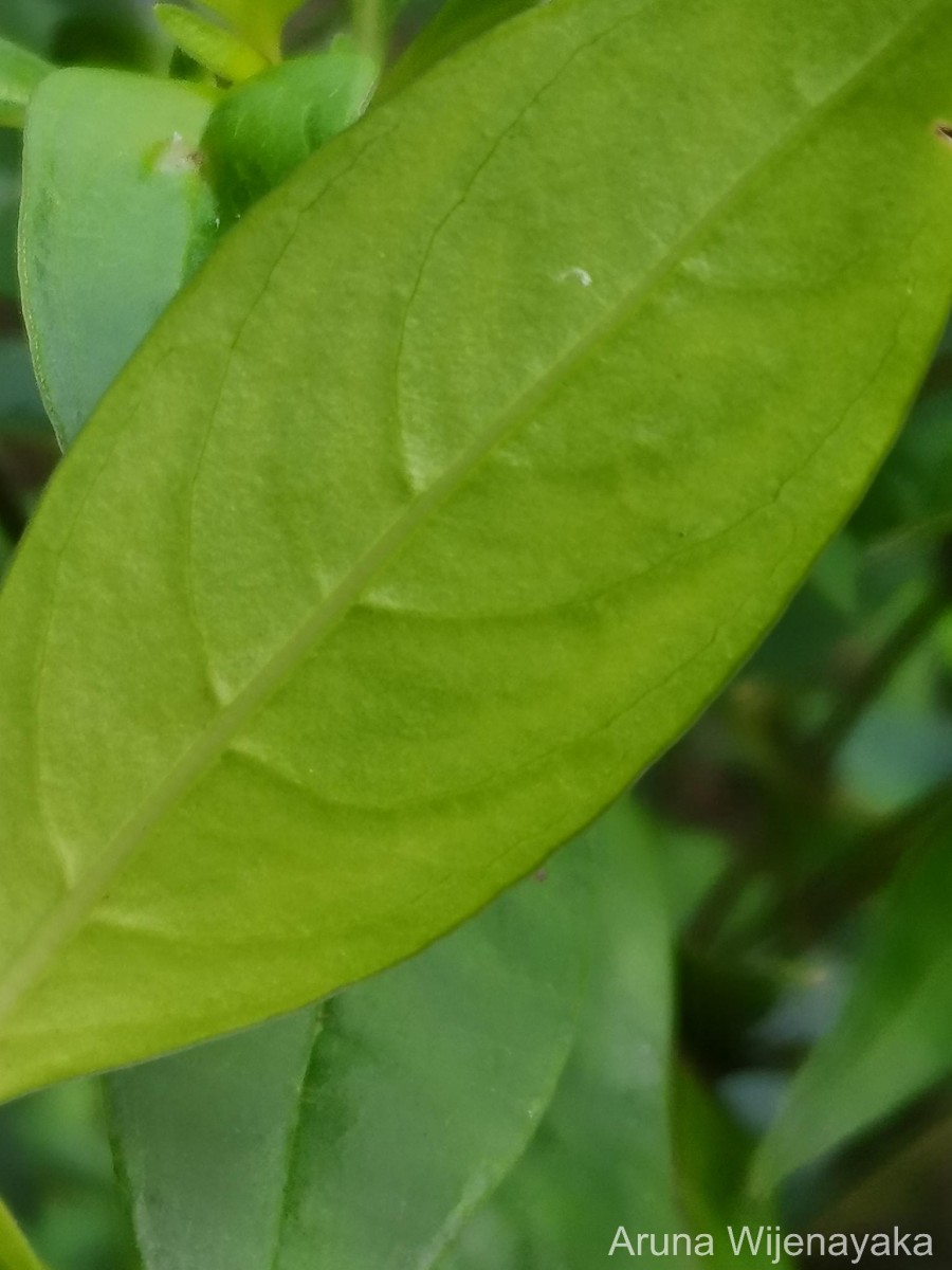 Hedyotis trimenii var. orbicularifolia Ridsdale